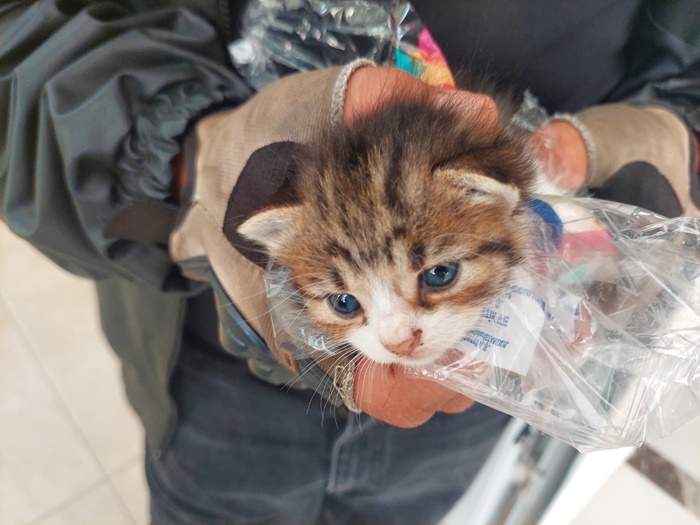 Boyabat'ta 3 Genç Çaresiz Miyavlamayı Duydular, Zamana Karşı Yarıştılar! 2 sinop boyabat kedi haberleri yavru kedi yarali kedi01