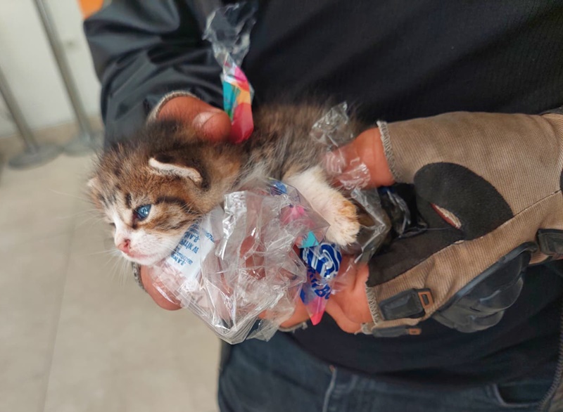 sinop boyabat kedi haberleri yavru kedi yarali kedi3333