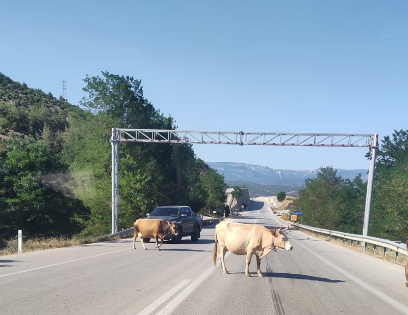 Hayvan Sahipleri Dikkat! Boyabat Karayolunda Başıboş Bırakılan Hayvanlara Ağır Ceza Geliyor 1 Hayvan Sahipleri Dikkat! Boyabat Karayolunda Başıboş Bırakılan Hayvanlara Ağır Ceza Geliyor