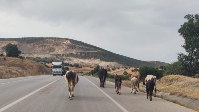 Durağan-Boyabat karayolunda çeltik hasadı sonrası başıboş bırakılan hayvanlar trafikte tehlike