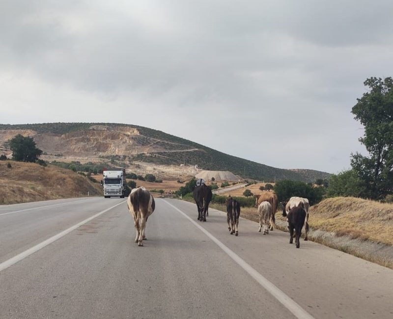 Durağan-Boyabat karayolunda çeltik hasadı sonrası başıboş bırakılan hayvanlar trafikte tehlike