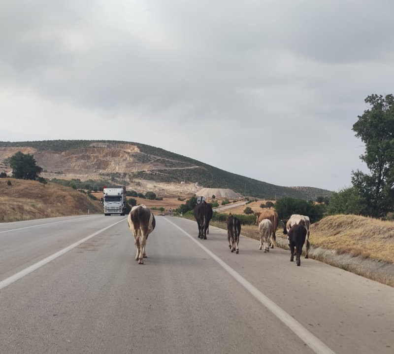 basibos hatvanlar karayolunda sinop boyabat