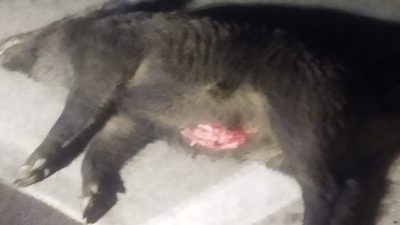 Boyabat Sarıağaç köyü girişinde otomobil 4 yaban domuzuna çarptı. 12