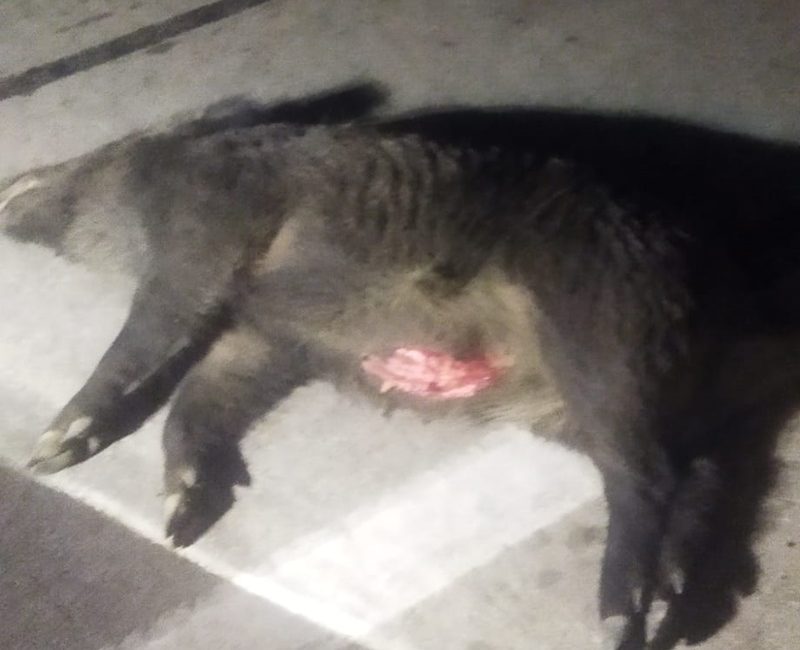 Boyabat Sarıağaç köyü girişinde otomobil 4 yaban domuzuna çarptı. 12