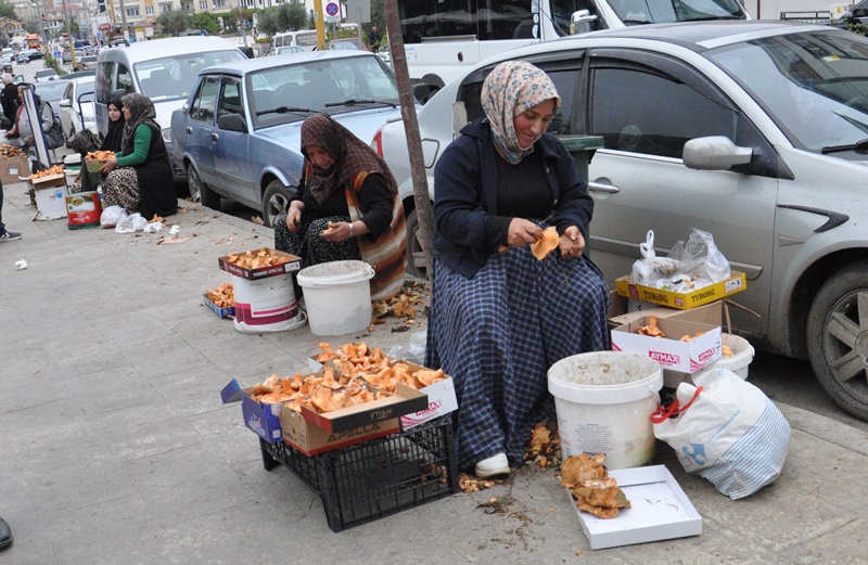 Boyabat Köylü Pazarı'nda Mantar Bereketi: Kanlıca ve Halı Saçağı Pazara İndi! 1 Boyabat Köylü Pazarı'nda Mantar Bereketi: Kanlıca ve Halı Saçağı Pazara İndi!3